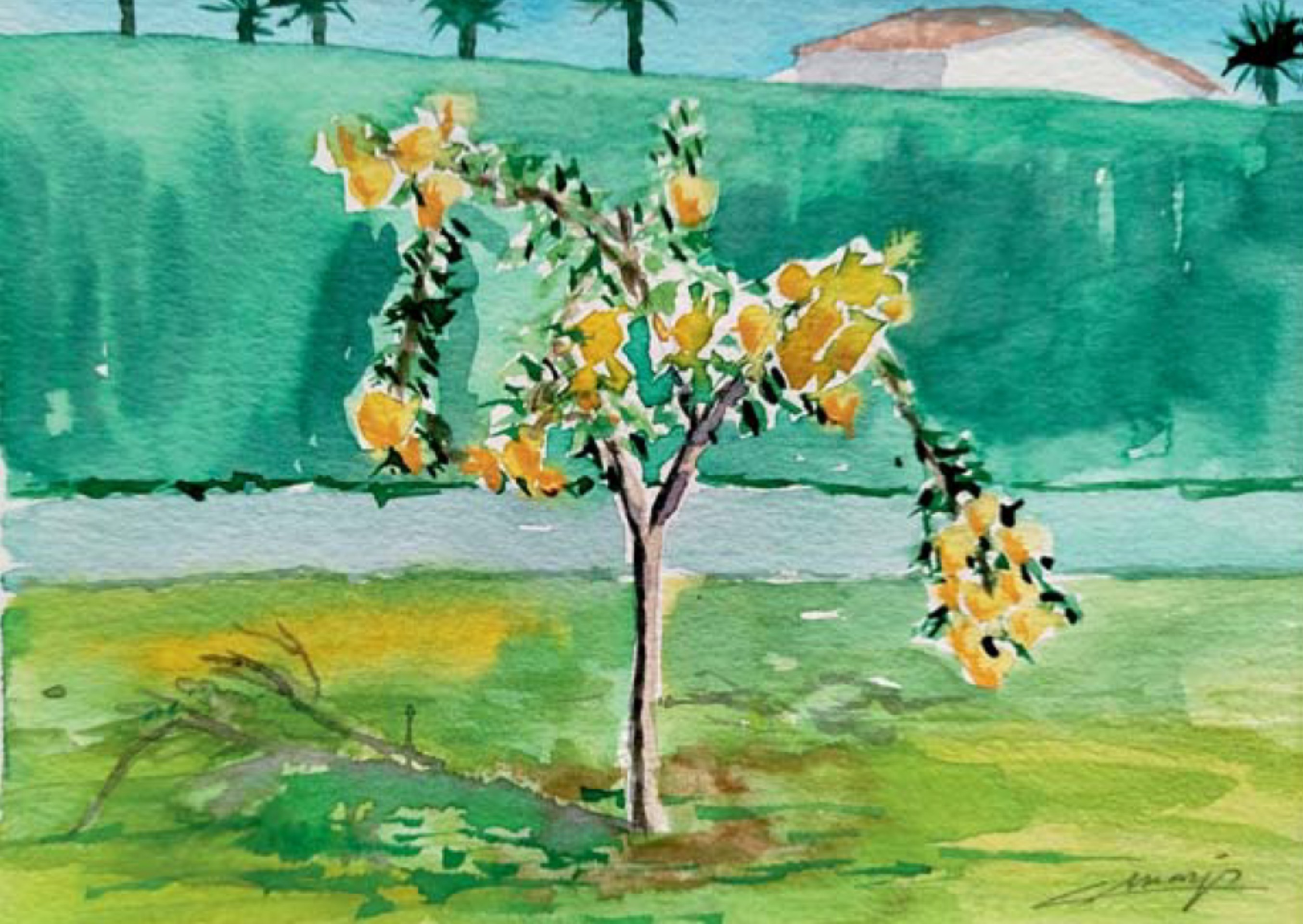 Se rompió la rama del limonero de María de tanto peso en fruto que llevaba